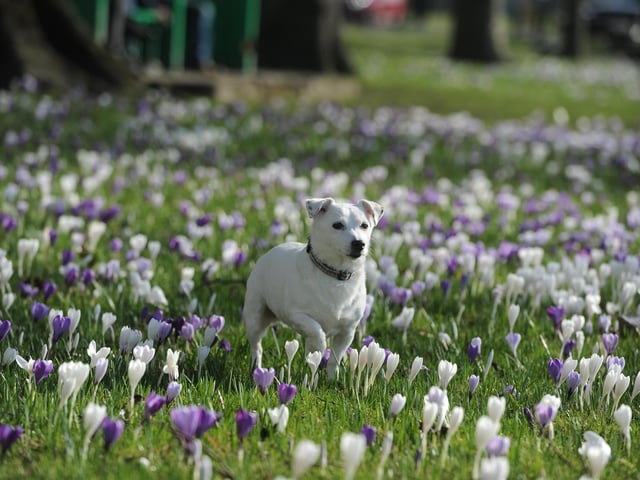 Enjoying spring on The Stray in spring (Photo: Gerard Binks)