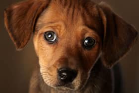 Here's how the lockdown roadmap could affect your dog - and how to help them adjust