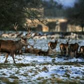 Deer in the snow at Studley Royal Deer Park, Fountains Abbey, near Ripon.  Picture : Jonathan Gawthorpe