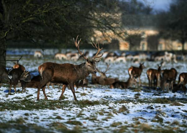 Deer in the snow at Studley Royal Deer Park, Fountains Abbey, near Ripon.  Picture : Jonathan Gawthorpe
