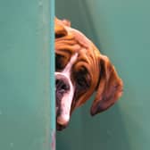 Can mans (and womans) best friend get you in trouble with the law?