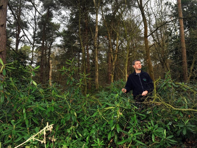 Neil Hind, chair of the Pinewoods Conservation Group in Harrogate walking through Pinewoods.