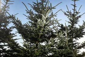 The Rotary Club of Harrogate is preparing for its annual Christmas Tree collection this weekend.