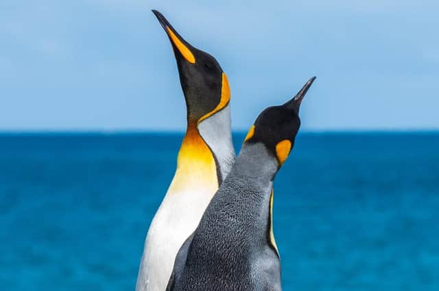 The Wildlife & Safari Show is heading for Harrogate Convention Centre.