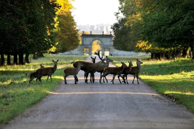 Deer at Studley Royal Deer Park. Ripon
Picture Gerard Binks