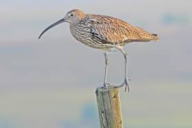 Curlew on a post. Picture: Kelvin Smith.
