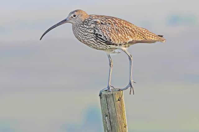 Curlew on a post. Picture: Kelvin Smith.