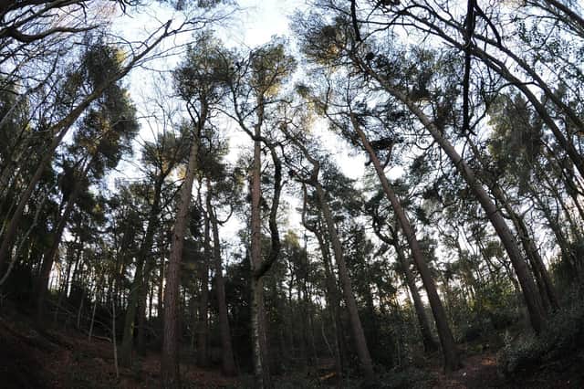 Pinewoods Conservation Group argues Harrogate Spring Water has paid insufficient attention to the environmental impact of its expansion plans at Rotary Wood on Harlow Hill. (Picture by Gered Binks)