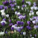 27th February 2021A sign of Spring as the Crocus are in full bloom on The Stray in HarrogatePicture Gerard Binks