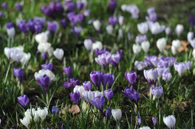 27th February 2021A sign of Spring as the Crocus are in full bloom on The Stray in HarrogatePicture Gerard Binks