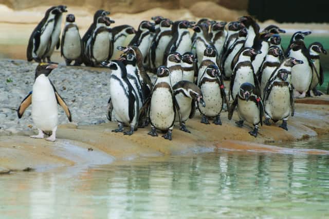 ZSL London Zoo is a great family day out. Picture: ZSL London Zoo.