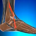 Peroneus tertius muscle. Picture: Adobe