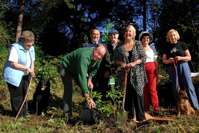 The Pinewoods Conservation Group roll out the pink carpet for Harrogate Mayor Councillor Pat Jones, as she plants a new beech tree in Valley Gardens. From left are Conservation members Margie Sutcliffe with Labrador Briar, Geoff Scurrah, Consort Bryan Jones, Trustee Roy Smith, Sue Pearce and Barbara Stone with Fred the dog.