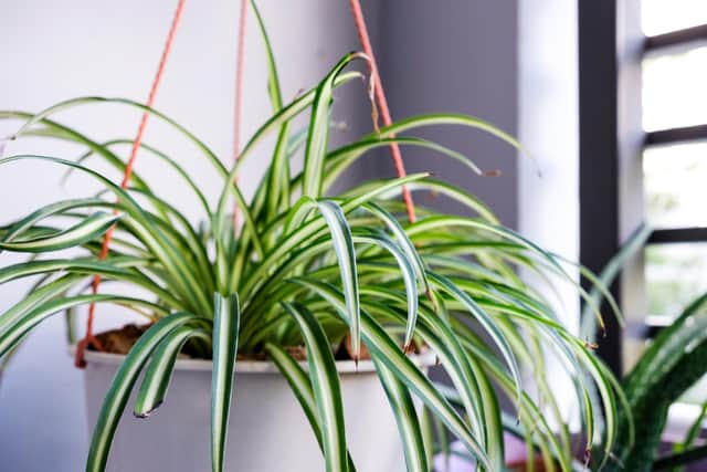 The spider plant is one of the most effective at removing pollutants from the air. Photo: Adobe