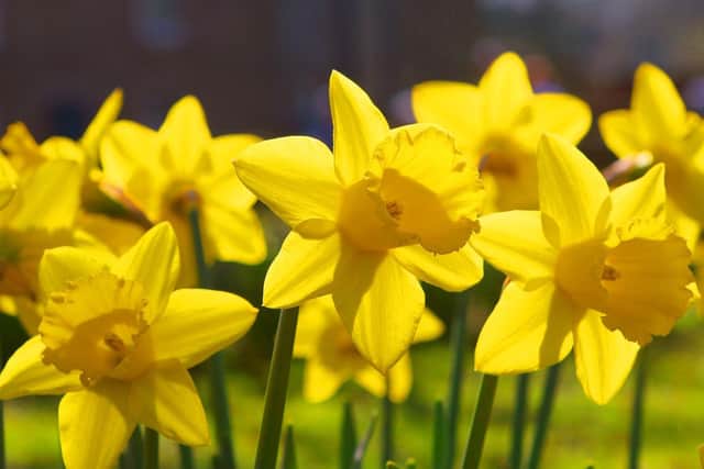 What will the weather be like across the Harrogate district over the Easter weekend?