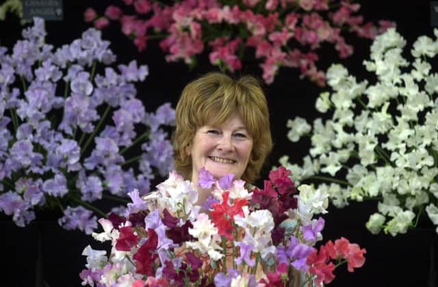 Harrogate Spring Flower Show, at the Great Yorkshire Show ground. 
Pauline Matthewman, from Pontefract surrounded by sweetpeas while arranging.