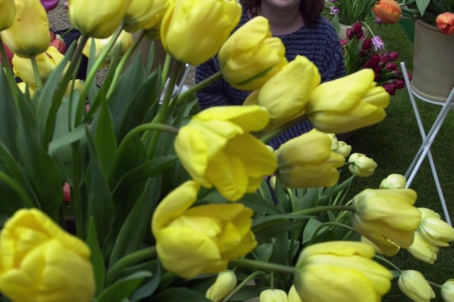 Shelley Busfield of Harrogate among the tulips at the 2000 show.