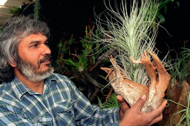 Mike Harridge (pictured) of The Tropical Rain Forest, Headingley, Leeds, is exhibiting over 80 varieties of Epiphytic  air plants at the Harrogate Spring Flower Show.
