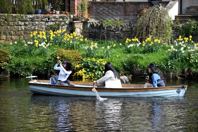 Rowing boats make their way along the river in Knaresborough past the Easter daffodils in full bloom
