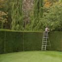 RHS research has shown that hedges have many benefits (photo: Adobe)