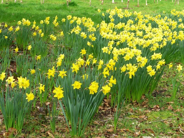 By Dr Roger Litton, of Harrogate.