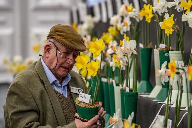 Daffodil Society judge John Freer casting his eye over the entries on the first day of the show