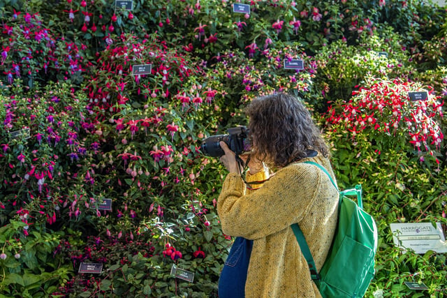 A visitor photographs the fuchsias on the first day of the show
