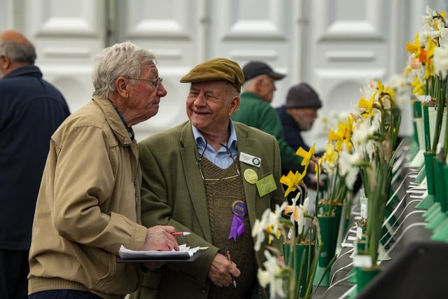 Daffodil Society judges casting their eyes over the entries