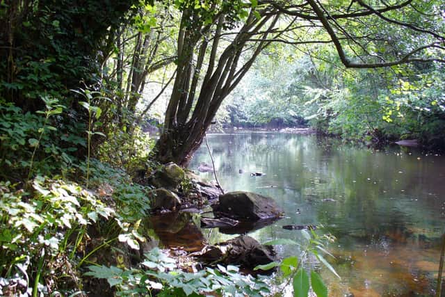 Nidd Gorge - The Woodland Trust is being forced to fell 500 trees to tackle tree disease in this much-loved part of Harrogate.