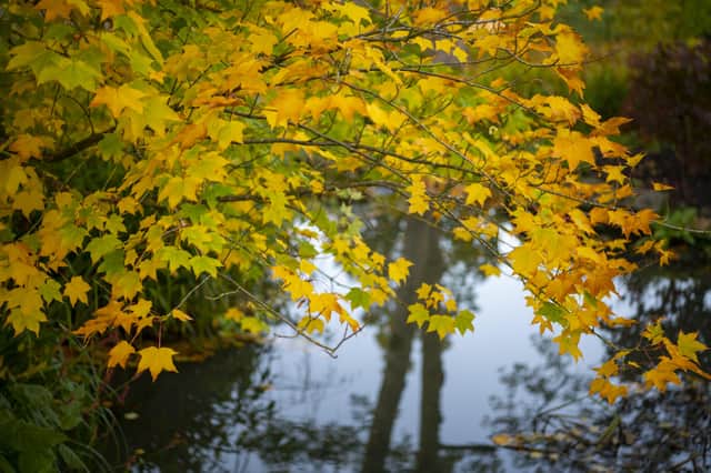 15 October 2021..... Autumn colour showing at Harlow Carr Gardens in Harrogate. Picture Tony Johnson