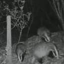 The badgers were caught on camera by the Kingsley Ward Action Group.