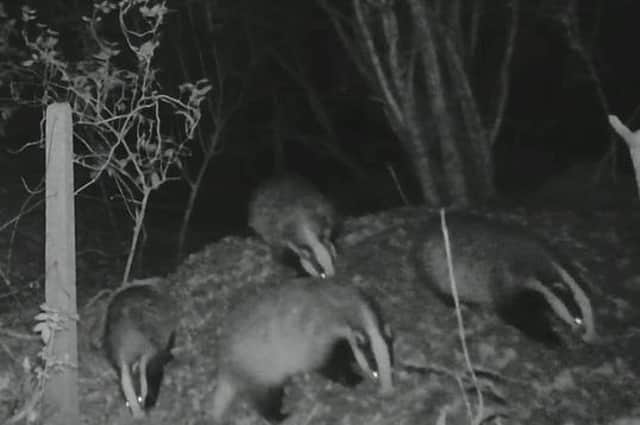 The badgers were caught on camera by the Kingsley Ward Action Group.
