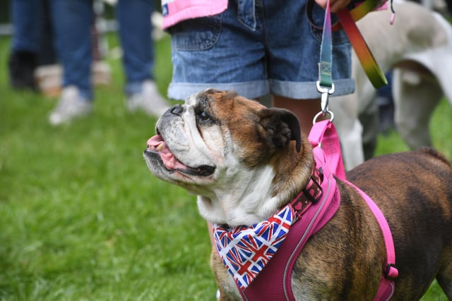 Pictured at the Jubilee Dog Show is Tiggy the British Bull Dog.