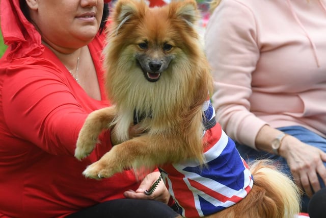 Pictured all dressed up in red, white and blue at the Dog Show in Jubilee Square.