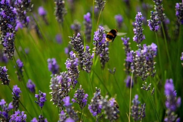 Garden snail, buff-tailed bumblebee and honey bee represented the invertebrates among the most-recorded creatures.
