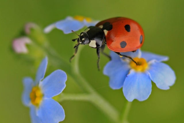 Trust Chief Executive Rachael Bice said: “Every single garden, yard, window box
and scrubby patch of grass harbours wildlife – you’ll be surprised by what you see
when you start looking.