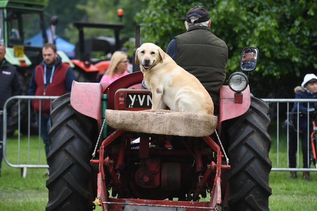 One man and his dog on a tractor on display in the main ring at the show