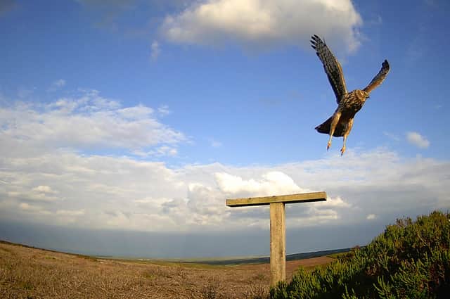 Hen Harrier at Swinton Estate.