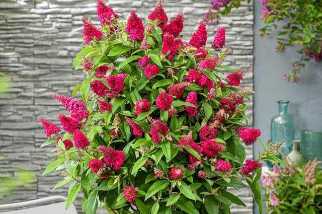 One of Harrogate Garden Centre's new plants - Buddleja Butterfly Candy which is pollinator friendly.