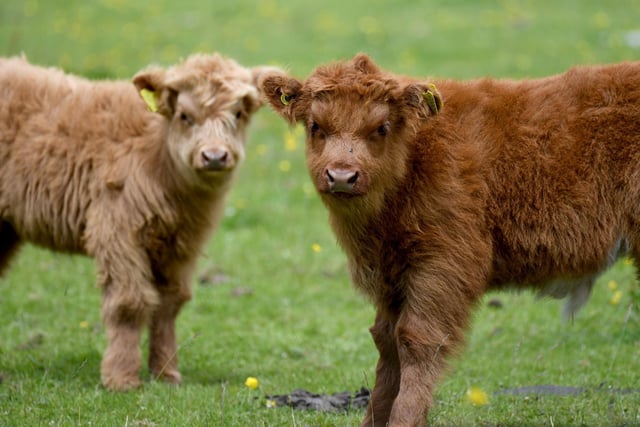 Highland cattle calf's in fields near Pateley Bridge