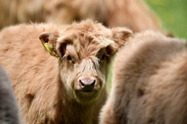 Highland cattle calf's in fields near Pateley Bridge