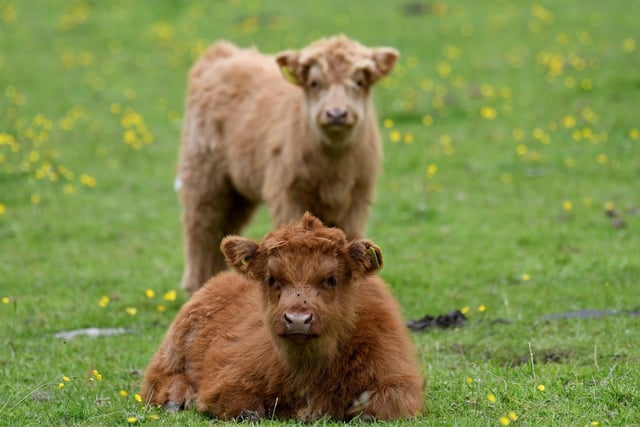 Highland cattle calf's in fields near Pateley Bridge