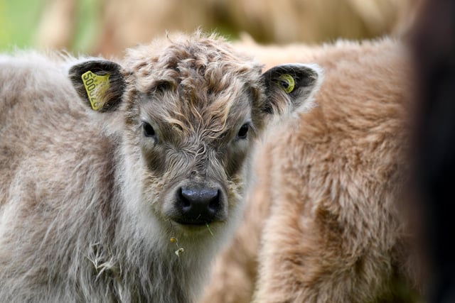 Highland cattle calf's in fields near Pateley Bridge