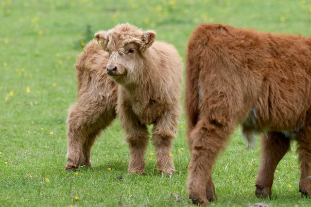 Highland cattle calf's in fields near Pateley Bridge