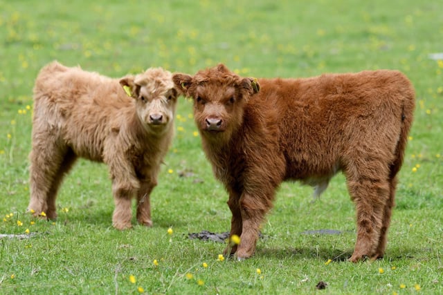 Highland cattle calf's in fields near Pateley Bridge