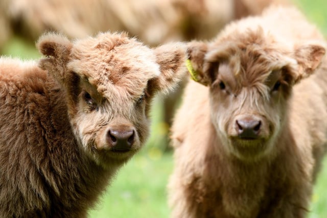 Highland cattle calf's in fields near Pateley Bridge