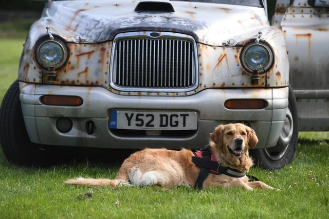 Demi the dog enjoying the sunshine in front of a TX1 London taxi