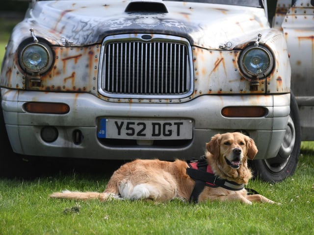 Demi the dog enjoying the sunshine in front of a TX1 London taxi
