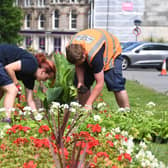 Harrogate Borough Council workers replanting the summer flower beds on the Stray in Harrogate. (Picture Gerard Binks)