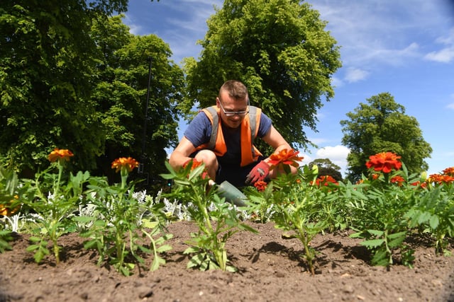 Harrogate Borough Council worker Ellis Higgins has been busy replanting the flower beds on the Stray in Harrogate